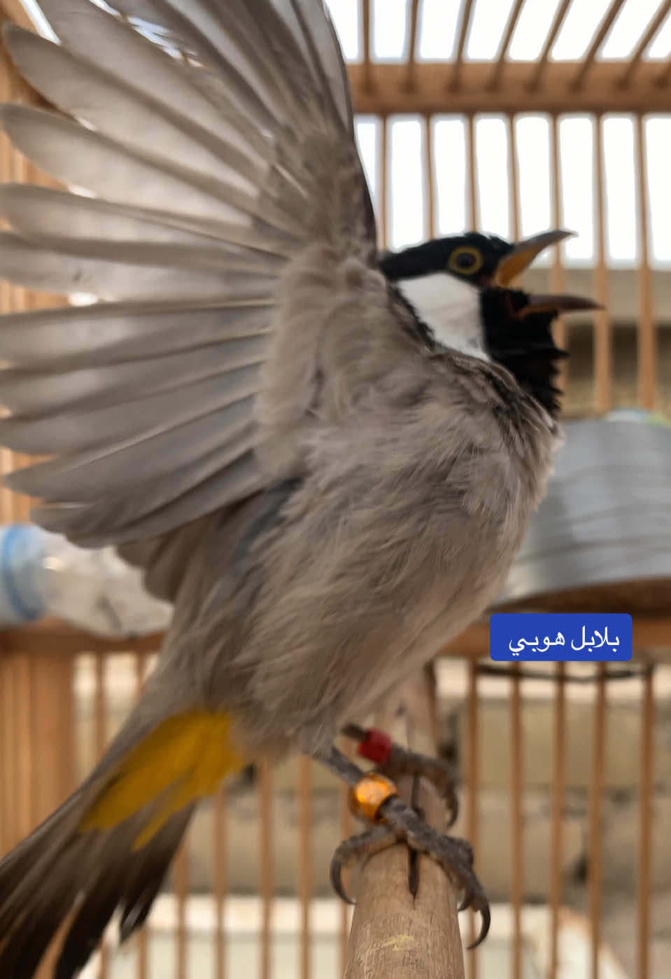 #بلابل_هوبي #بلبل #بلبل_عراقي_ابيض_الخدين 