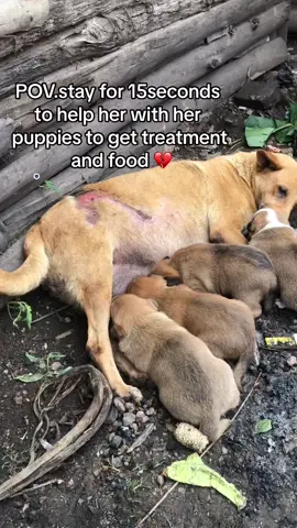 HelpDogsInNeed #SaveShelterDogs #DogLoversUnite #RescueDogsMatter #AnimalRescueMission #FeedHungryDogs #PawsOfHope #DogShelterSupport #VaccinateThePuppies #HelpUsHelpDogs #ChristmasForDogs #KindnessMatters #AdoptDontShop #HeartwarmingPaws #DogsDeserveBetter #HolidayCompassion #BeTheChange #SupportAnimalRescue #GoFundMeForDogs #Sa@Jody #@majal0812 @Alicia Bailey813 @Tinalovinlife @Fay and Ella 