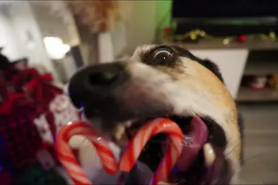 The candy canes barely survived the first two shots 😂🐾 #CandyCane #ChristmasPhotoshoot #PhotoIdeas #Festive #AustraloanCattleDogs #BlueHeelers #Cute #DogPhotos #Trending  