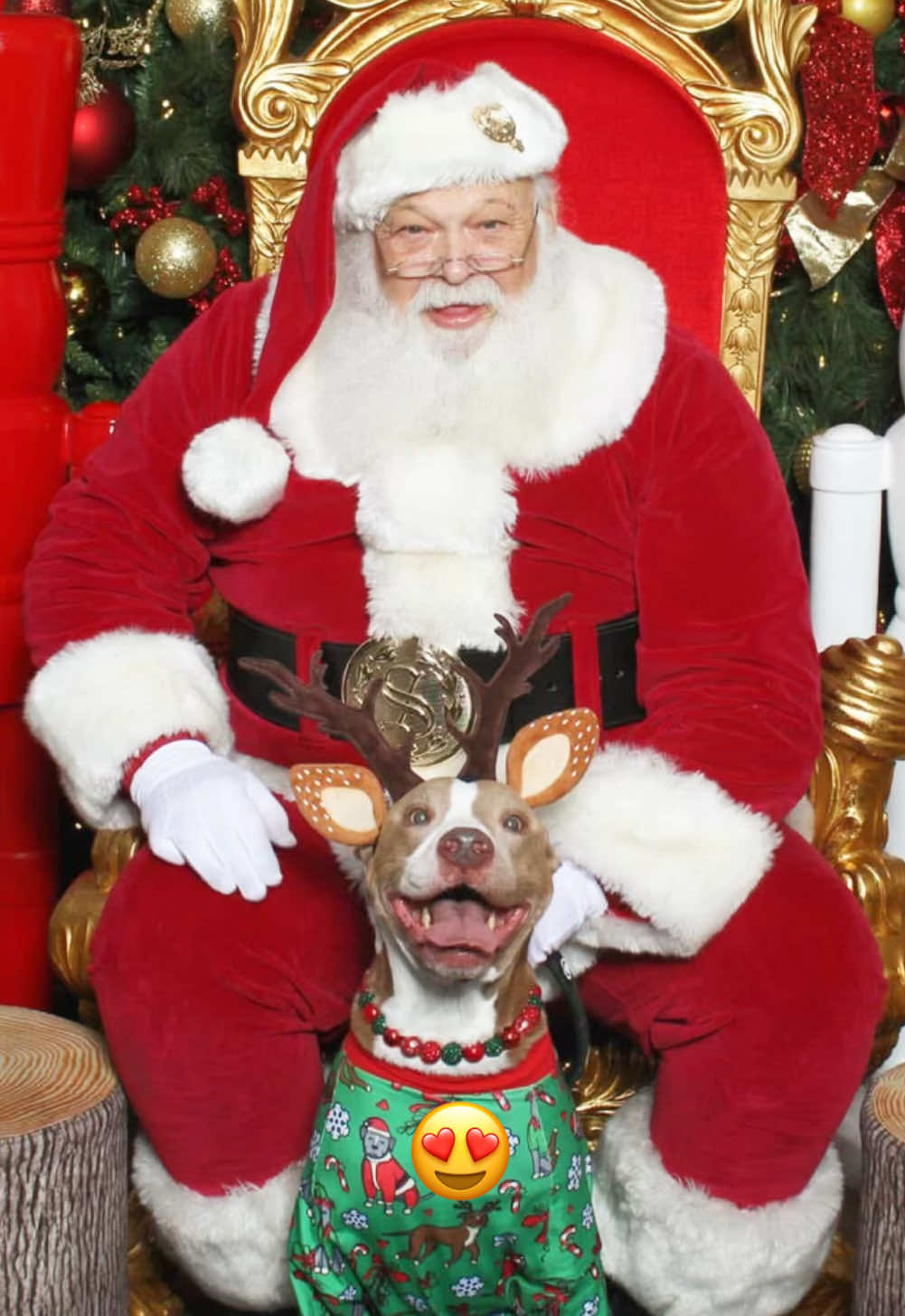 His smile 🥺🥰 #pitbull #santa #fyp #dogsoftiktok 