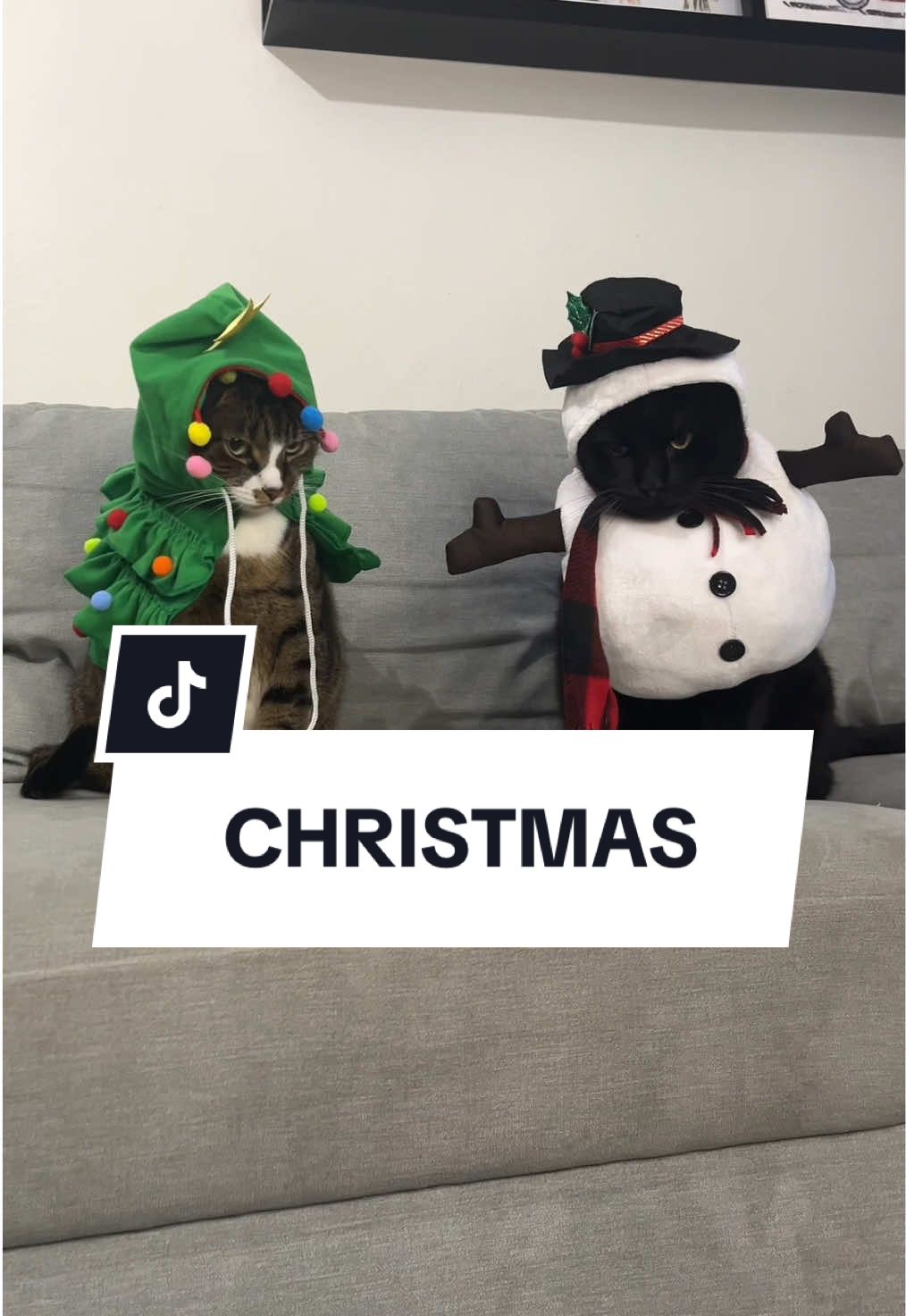 Cat owners on Christmas 😹🐾🎄 #cat #funnycat #kot #catoftiktok 