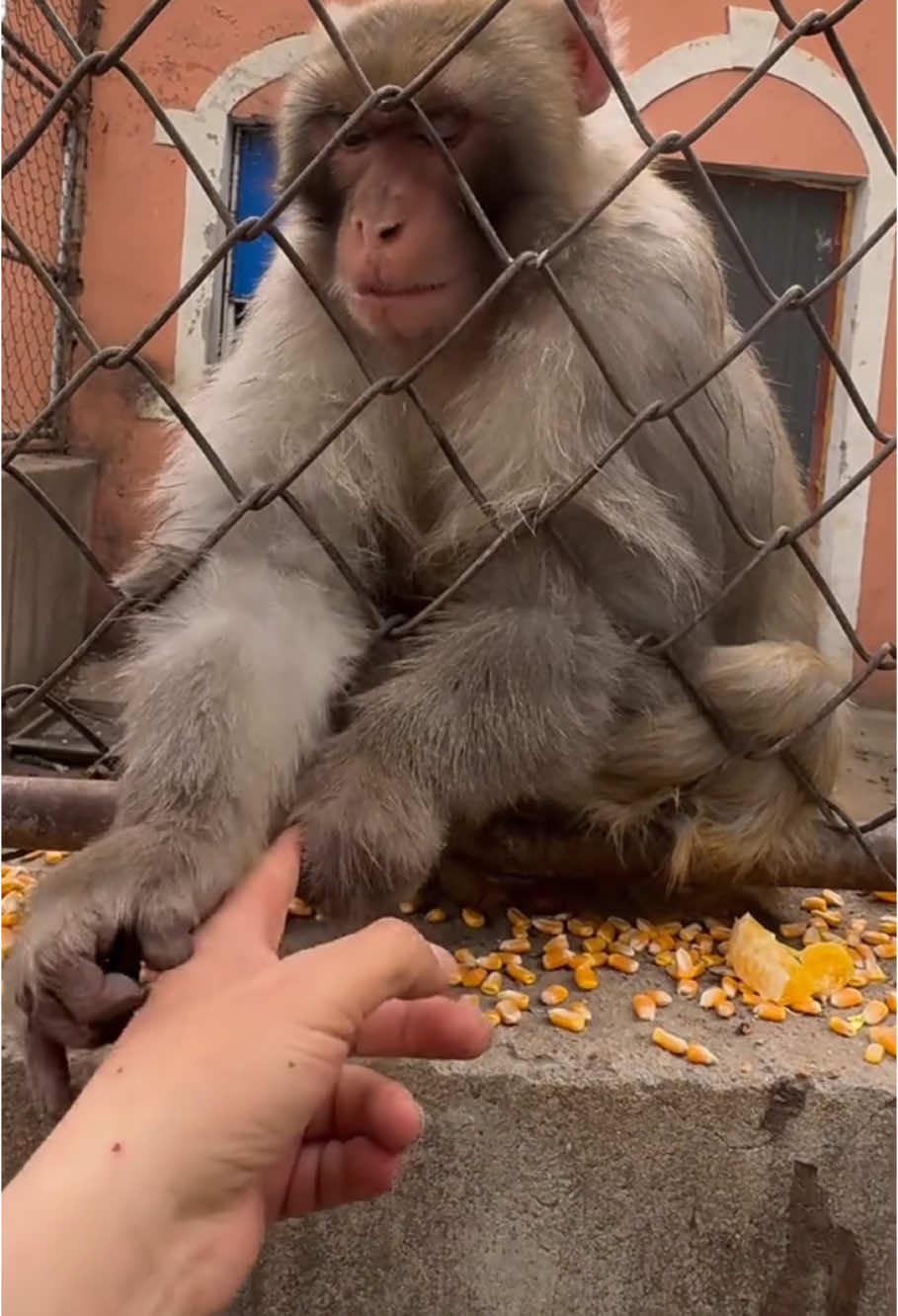 Xiaobao actually pinched me!🥹 #monkey #animal #foryou #fyp  #angrymonkey #funny