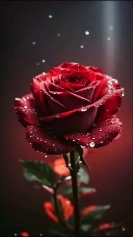 Escuchen este bello tema😍😍🌹#williegonzales🎶🎶#williegonzalessisupieras#salsaromantica🫣🫂❤️#elamorsalseroestaaqui#salserosdecorazonaquiesta#pyfツ🫨🫨#parati🫀