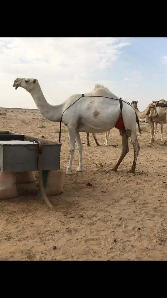 #اكسبلور #عواض_ابن_سحيمان #حرش_العراقيب #البل #لطامات #عفيف #الرياض #الصياهد #العتيبي #مجلس_الصياهد 