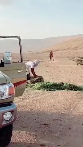 #قرآن #قرآن_كريم_راحة_نفسية #قران#لا_إله_إلا_الله_محمد_رسول_الله 