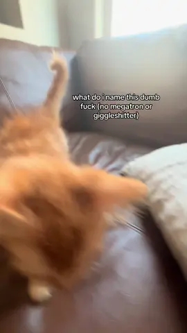 stupid car #cat #car #kitty #fyp her cat@Paisley <3 