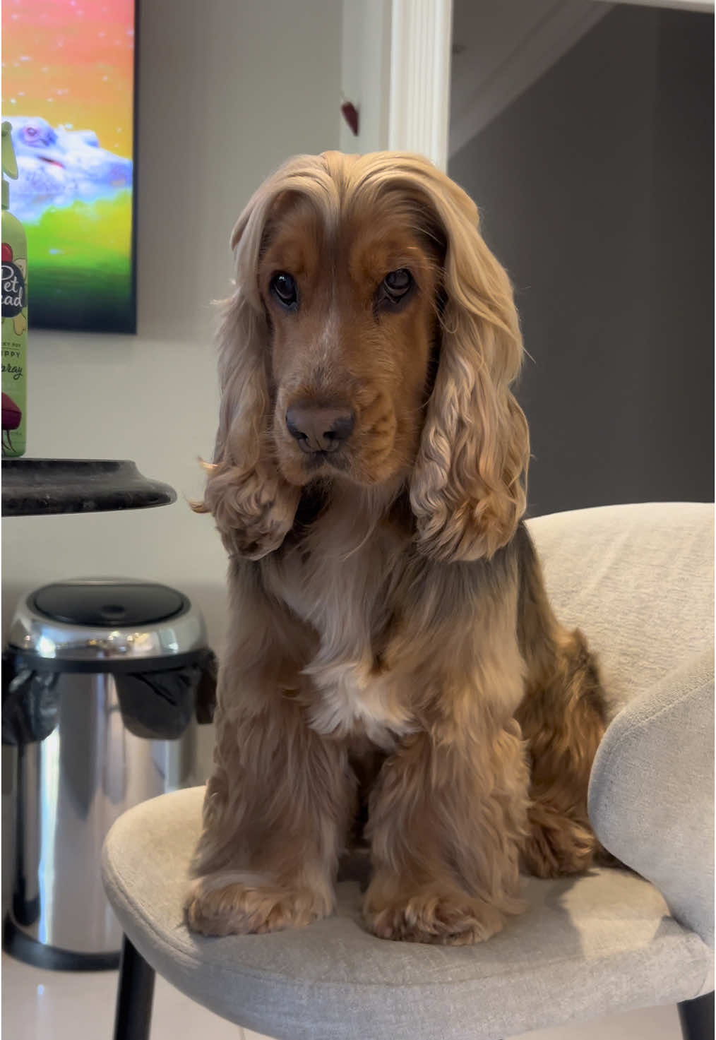 Our golden boy 🐾 #fyp #fyppp #cockerspaniel #cockerspanielsoftiktok #cocker #dogs #dogsoftiktok #dogsoftiktokviral #dog #dog  #cocker #dogsofinstagram #boymom 