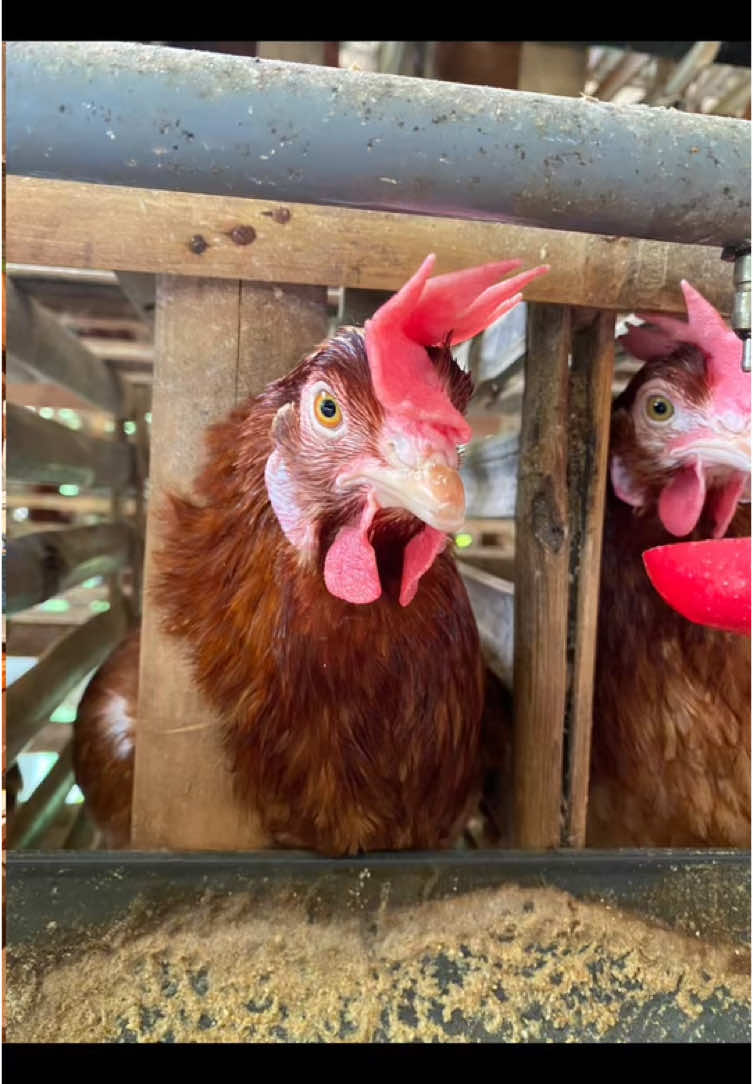 Ayamku ikut trend, tapi kenapa jadi serem gitu 😭 #fyp #ayam #telur #peternak #trending #viral #filtertiktok #funny #lucu #core #ayampetelur #kaget 