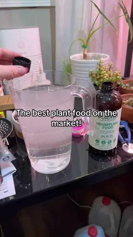 Purived houseplant food is what all my plants get. @Purived Plant Food #purived #houseplants #plantfood #PlantTok #houseplantfood #feedyourplants  