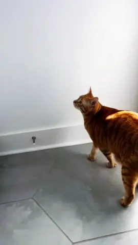 Funny cat voice over#cat #funnyvideos #pet #fouryou #cat #catsoftiktok #catliver #funnymoment #funnycat #cats #fuunytiktok 