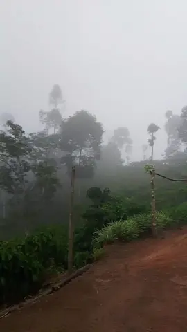 kabut nya teball sekali dinginnnn nya uhhh bangett🥶 Lampung barat#viraltiktok #fyp# kebun kopi