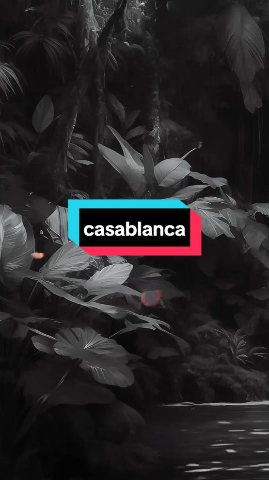 Casablanca - Bertie Higgins #fyp #lyrics 
