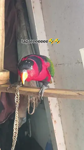 burung urip bilang lapar ehh🤣 #firaltiktok🔥🔥🔥✌️ #fyp #CapCut #tiktok #burungbicara #papuaselatan #burungurip #