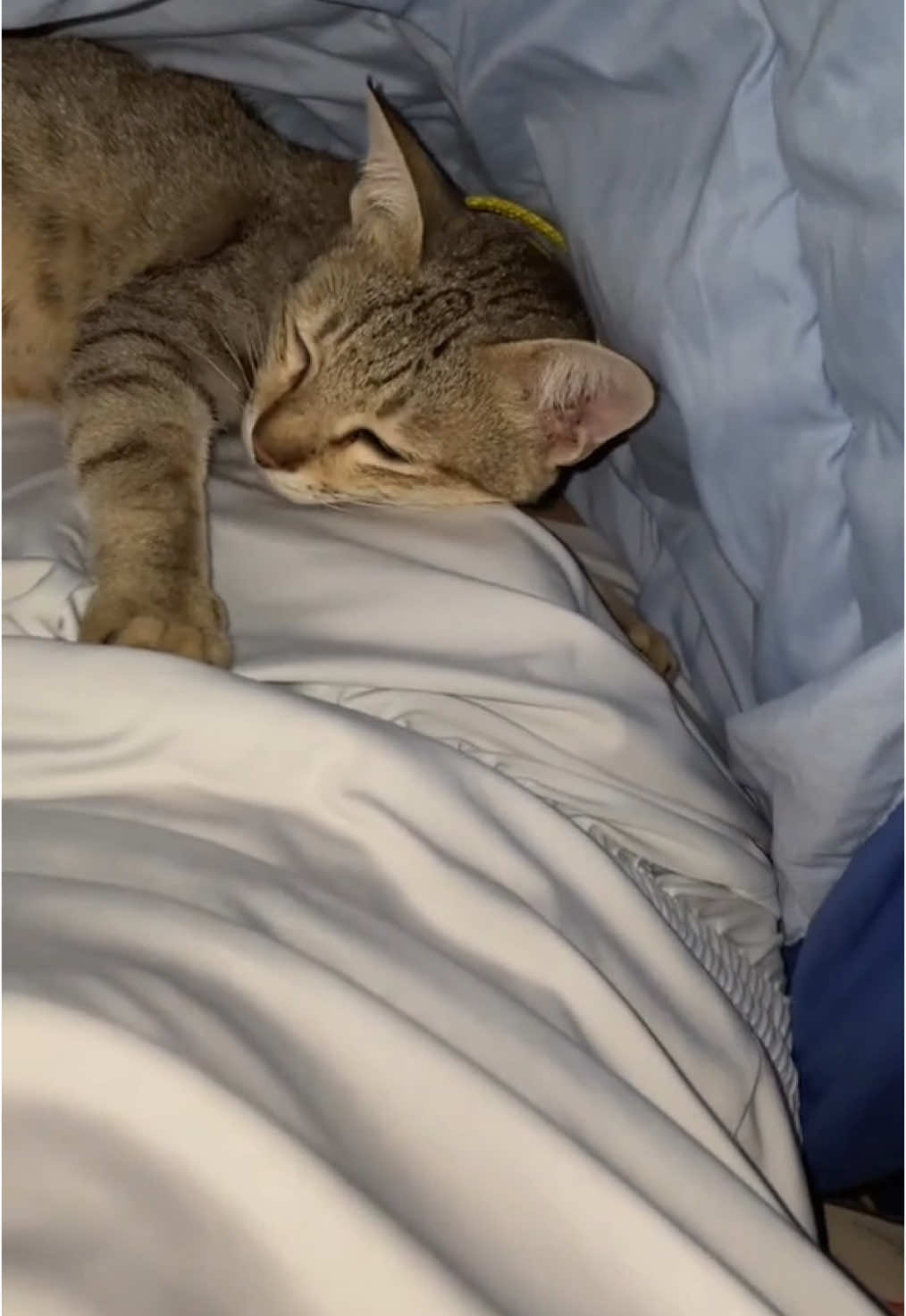 Nyaman cing. #fypシ #cat 