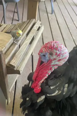 #turkey #cockateils #BestFriends #funny 