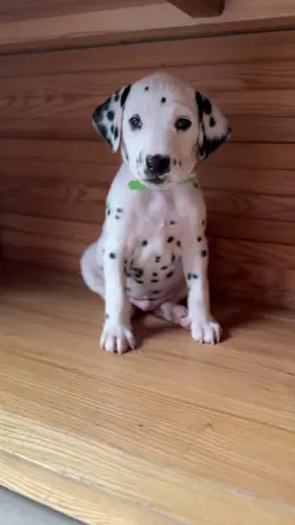 Chatty boy #dalmatian #puppy #dog #dalmatiansoftiktok #inteligent #adorable #chatty #chicago #star #boy #one #spot #dalmatianpuppy #foru #forupage #forlife 