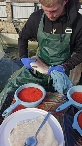 #qırmızı #alabalıq #nərə #caviarrojo #caviarnegro #caviar #форель #kırmızıhavyar  #havyar #魚子醬 