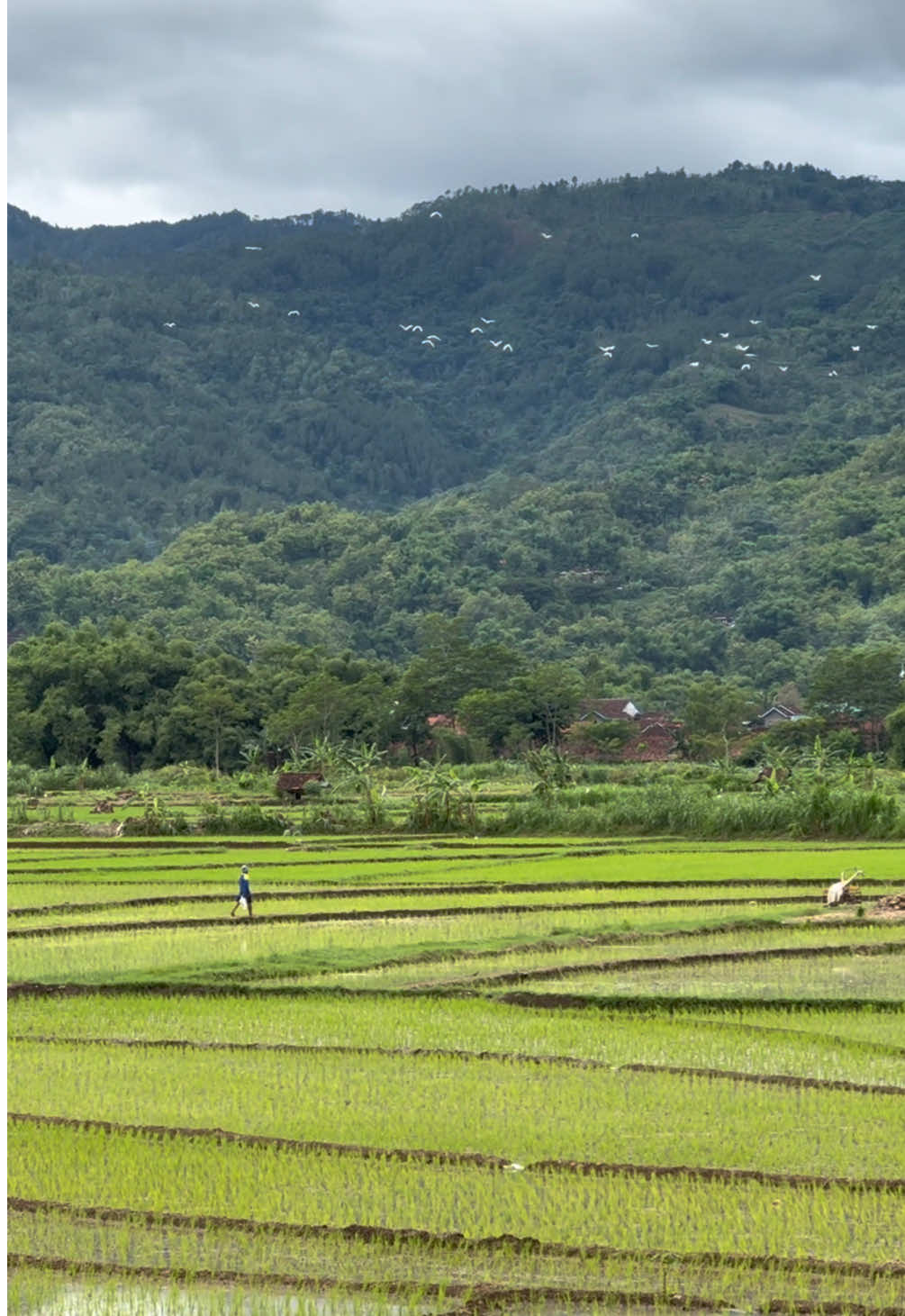 Sengaja di vidip tidak diberi Caption karena view pemandangan video ini sangat mahal  📍Persawahan (Depan Kantor Kecamatan Tirtomoyo Wonogiri)  #suasanawonogiri #wonogiri #tirtomoyo 