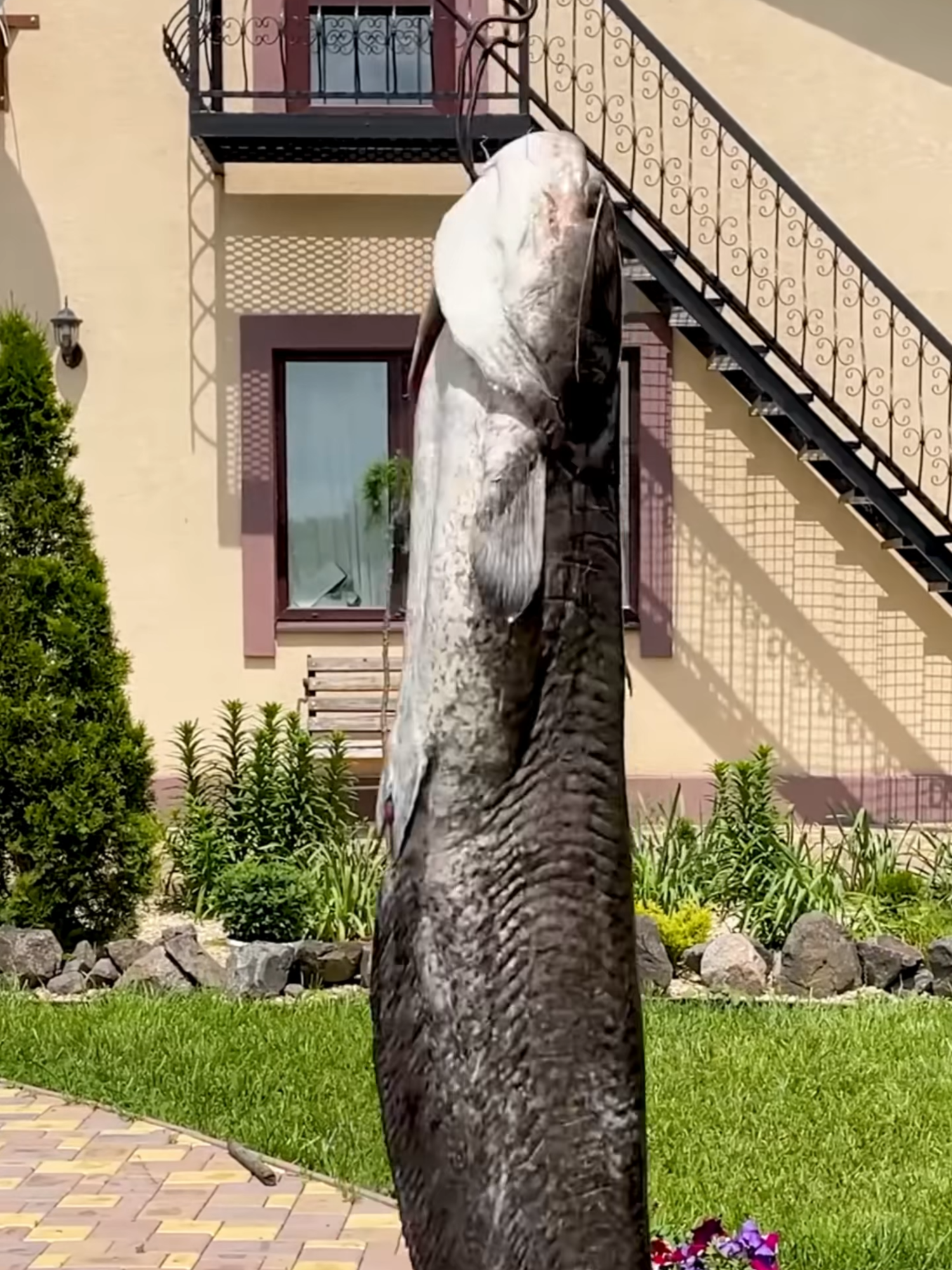Cutting Up a Giant Catfish! Delicious Soup and Tender Fish Casserole.!