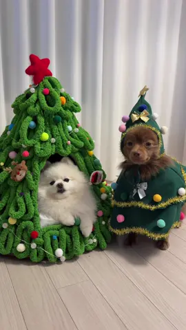 @br0wnbam ❤️‍🔥🎄2024 크리스마스 트리 핫플(은 우리집ㅋ) Holiday Tree Dog Costume🎄 #christmas #holiday #fluffy#cutedog#pomeranian#costume#funny#강아지#크리스마스 