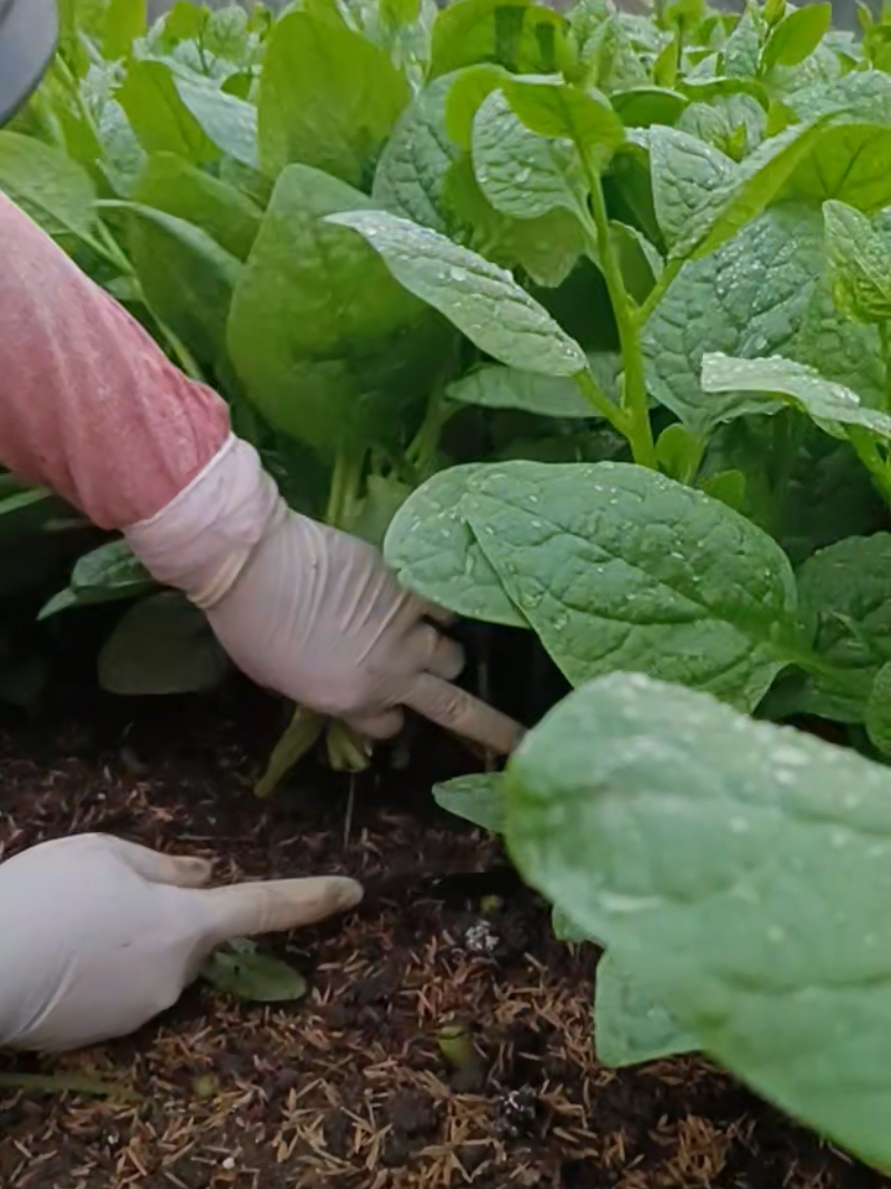 thu hoạch rau mùng tơi #duyhamelamvuon #raucai #nongnghiep #trongrau #lamvuon #raumungtoi 