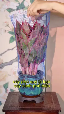 cây phú quý phong thuỷ #cây #caycanh #cayphongthuy #caydeban #cayvanphong #TikTokShop #cay