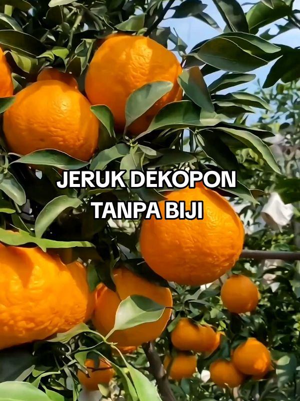 Benih atau Bibit Jeruk Dekopon Mandarin sudah tersedia Juragan, Monggo dipesan 😁🤤🙏🍊 #juraganbibit7 #berkebun #berkebundirumahaja #bibitjeruk #benihjeruk #jerukdekopon #benihjerukdekopon #bibitjerukdekopon  #bibitbuah #benih #benihbuah #bibitjeruk