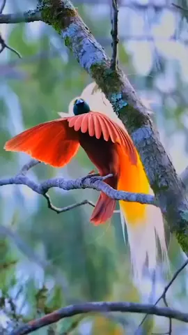 Bird of paradise 🇺🇸 Raggiana bird of paradise 📕 Paradisaea raggiana 🏠 Nova Guiné. #raggianabirdofparadise #paradisaearaggiana #birdofparadise #bird #birdsoftiktok🦜  #birdwatching #passarinhar #passarinhando