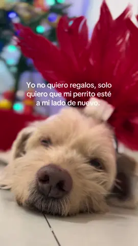 Mi primera navidad sin mi bebé 😞.