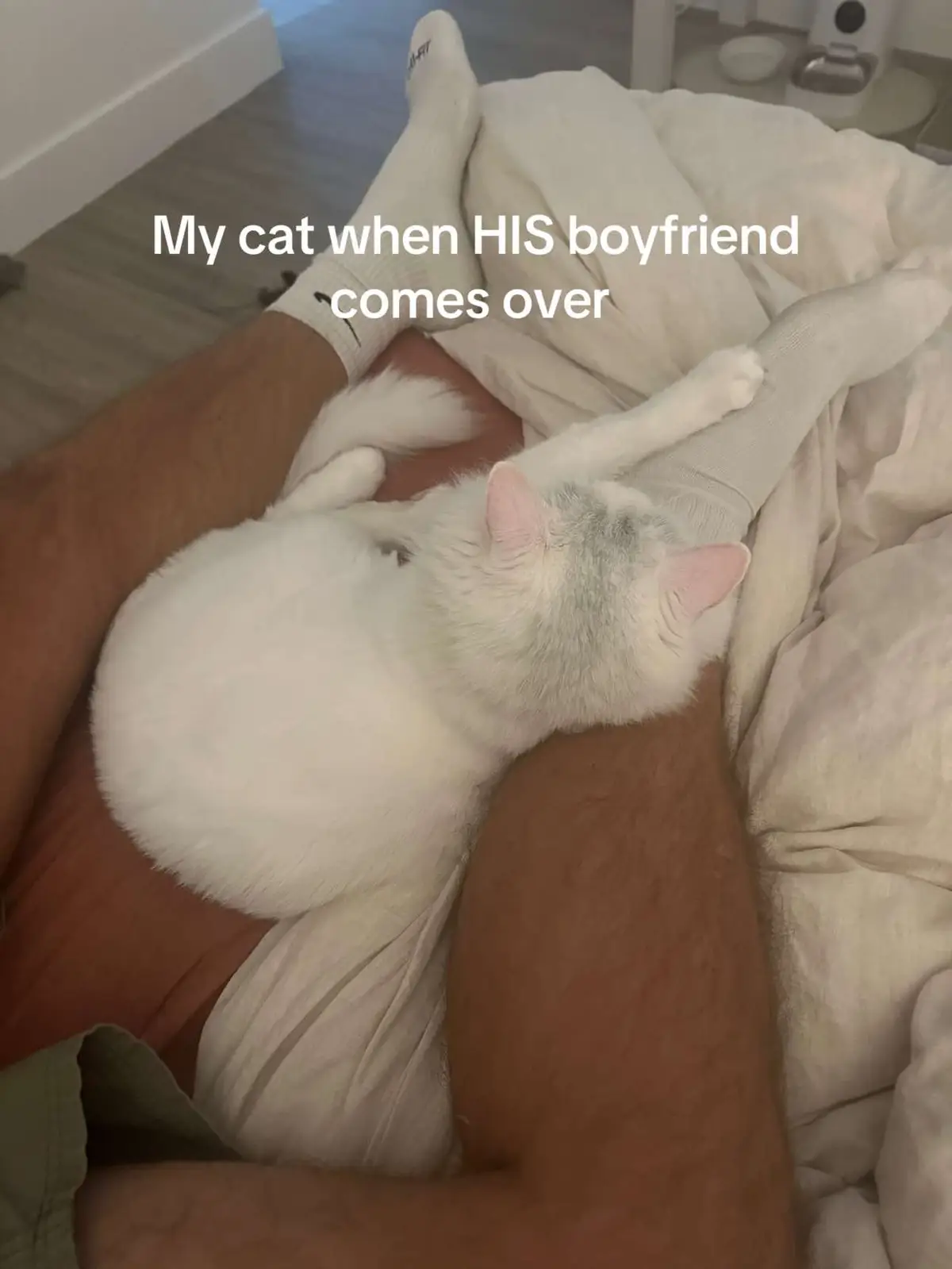 #catsoftiktok #gettoknowme #justagirl #dayinthelife #bfgf 