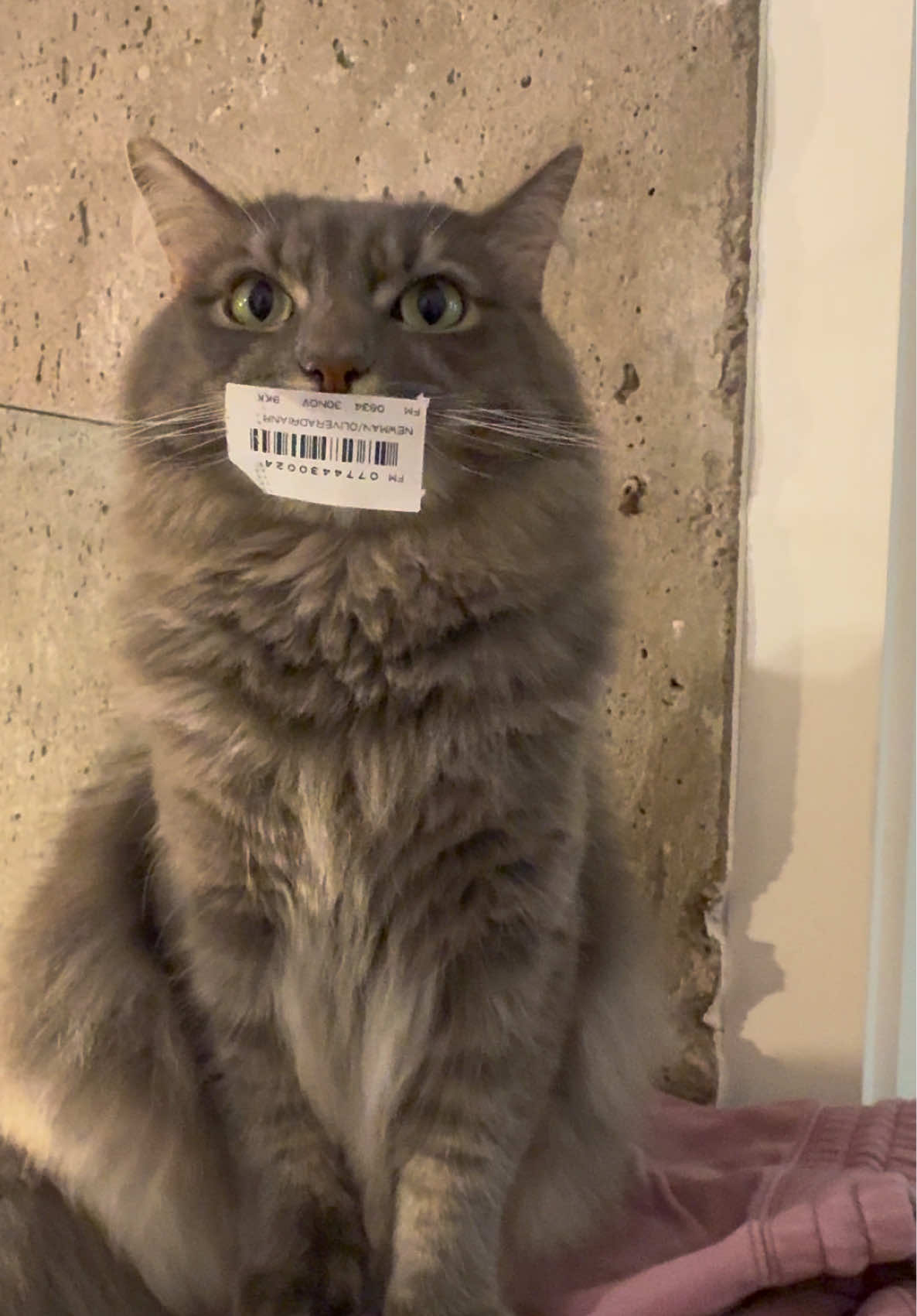 He’s using both hands 😅 #sillyboy #gandalfthecaf 