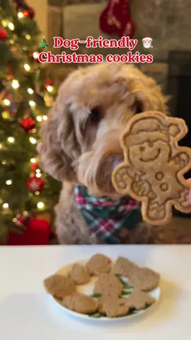 Let's make dog-friendly Christmas cookies 🎅🏻🎄 Recipe: 2 cups of oat flour 1/3 cup of unsweetened applesauce 1/4 cup of peanut butter 1 banana Bake at 350 for 25 mins #PetsOfTikTok #dogsoftiktok #dogtreats #christmascookies #homemadedogtreats