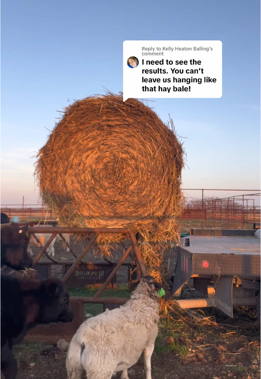 Replying to @Kelly Heaton Balling  Well it worked! #Hay #HayBales #Ranch #Ranching #KeepRanchin 