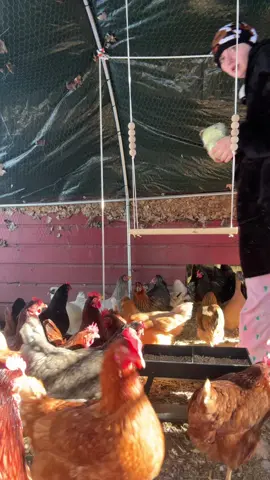 chicken snack and egg collecting #chickencoop #homestead 