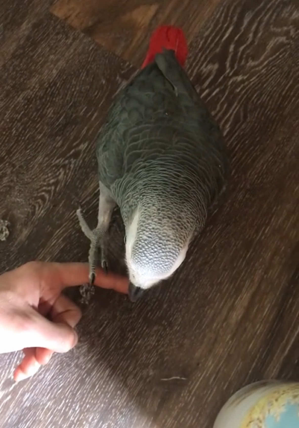 #onthisday #talkingparrot #parrotsoftiktok #africangrey 