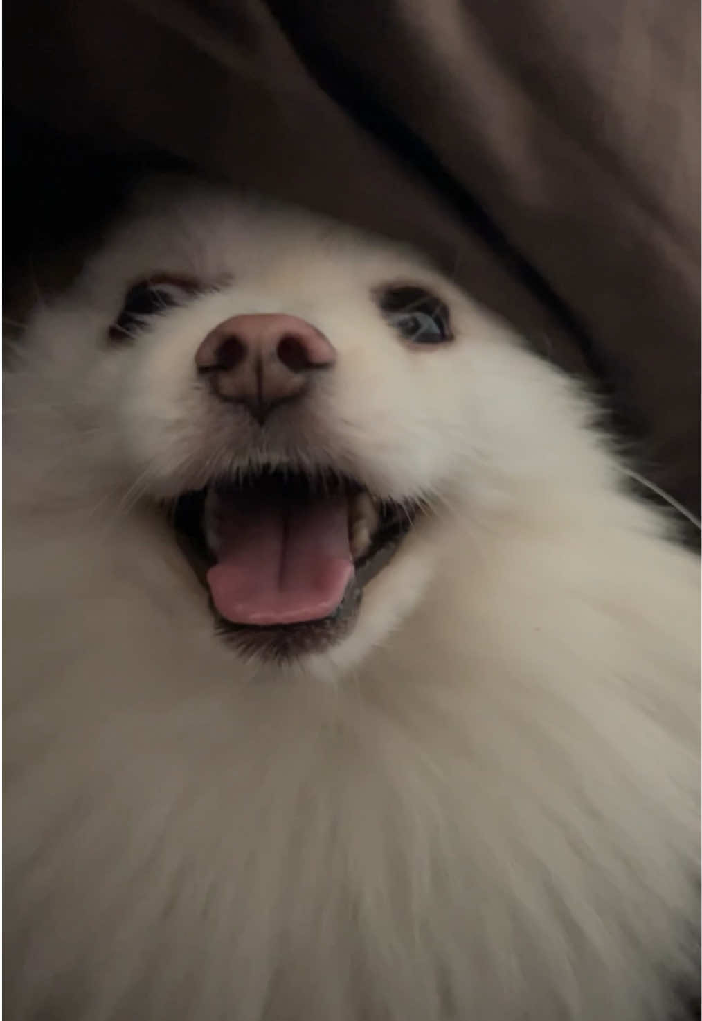 😂 #померанскийшпиц #шпіц #dogsoftiktok 