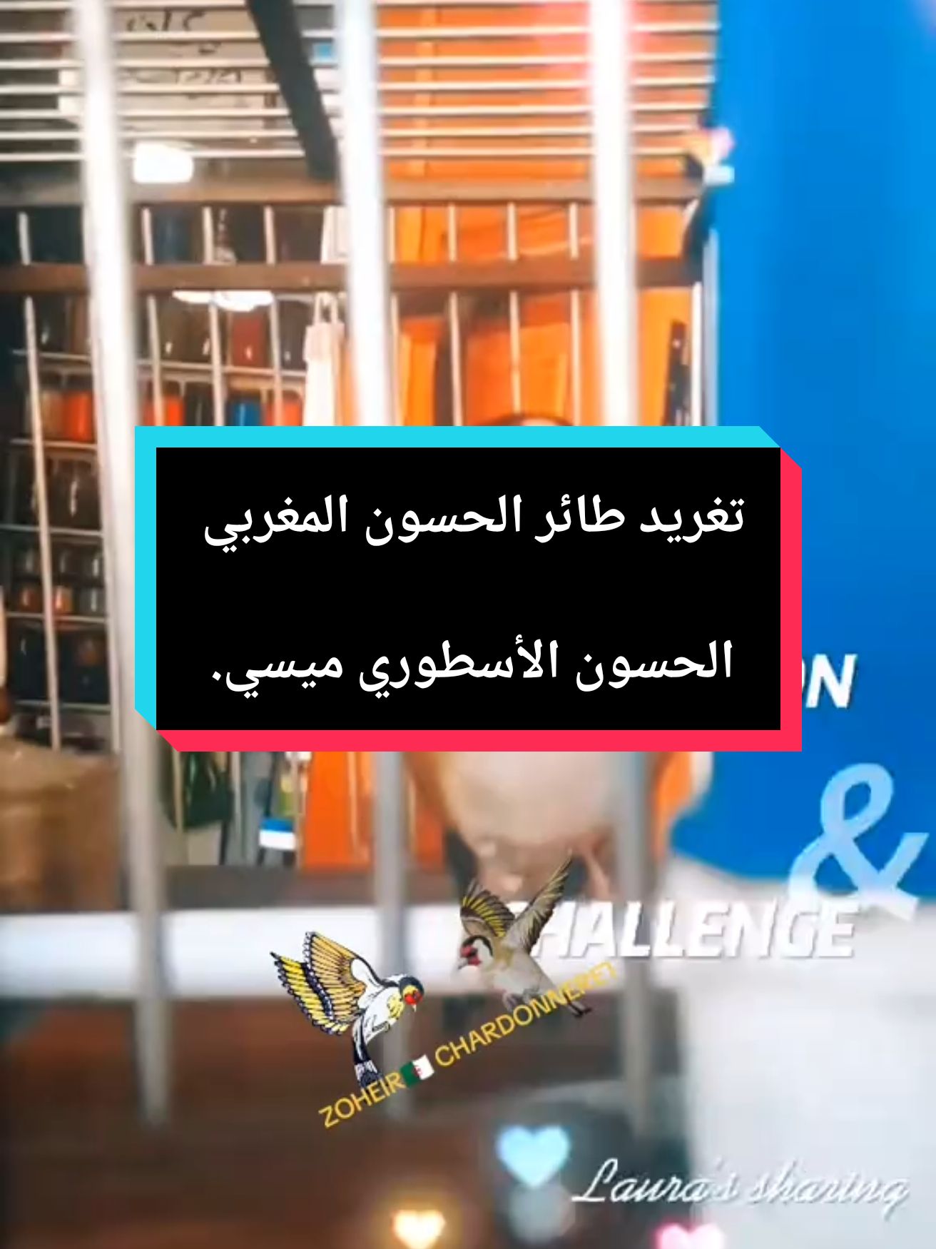 تغريد طائر الحسون الأسطوري ميسي  @ℤØℍÊÏℝ🐦ℂℍ𝔸ℝ𝔻𝕆ℕℕ𝔼ℝ𝔼𝕋🇩🇿  #zoheirchardonneret  #طفرات_حسون_متنوعة  #الحسون  #طائر_الحسون  #الحسون_خلوي  #مقنين_سوق_اهراسي 