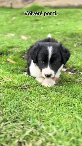 #viral_video #perritos 