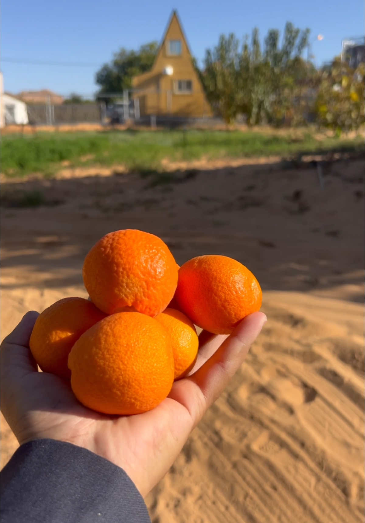 #AlUla #صوت_الطبيعه_🍂 #العلا #مزارع_الحمضيات #برتقال #يوسف #حياة_الريف #الريف #explore #تصويري📷 #لحظات_العلا #fypシ゚ #الطبيعه #الطبيعه_اجمل_شي_للراحه_النفسيه #لحظات #العذيب #البلدة_القديمة #شتاء_طنطورة 