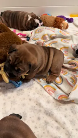 Playtime #puppies #bulldog #dog #dogsoftiktok #monday #fyp #fypシ #Love 