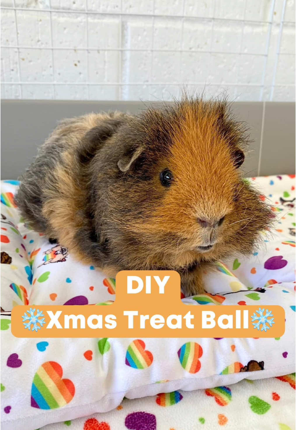 Make a DIY Christmas treat ball with me for our Guinea pigs  Here’s how you can create one step by step: Materials Needed: •        Empty toilet paper roll •        Scissors •        Small treats Instructions: 1.        Prepare the Toilet Paper Roll: Start by taking your empty toilet paper roll and cutting it into slices. 2.        Layer the Slices: Take the slices and gently push them inside one another. You can alternate the direction of the slices 3.        Fill with Treats: Once your ball is assembled, fill it with, small treat 4.        Place It in Their home: Finally,  watch them enjoy their tasty treats! #guineapigs #cavy #guineapig #guineapigsaustralia #guineapiglife #guineapiglove #guineapigchristmas #DIYChristmas