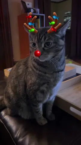 #fyp #foryoupage #foryourhealth #PetsOfTikTok #pets #catsoftiktok #merrychristmas 