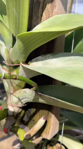 กล้วยไม้สกุลช้างส้ม บานช่อแลกวันนี้ สวยเข้มมากครับ#กล้วยไม้ช้าง #กล้วยไม้ #orchid #ดอกไม้ #คนรักกล้วยไม้ 