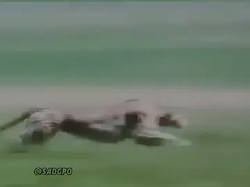 #fy #cheetah #🗿 #sigmen🗿 #animals #🍷 #💀 #2024 #☠️ #viral #power 