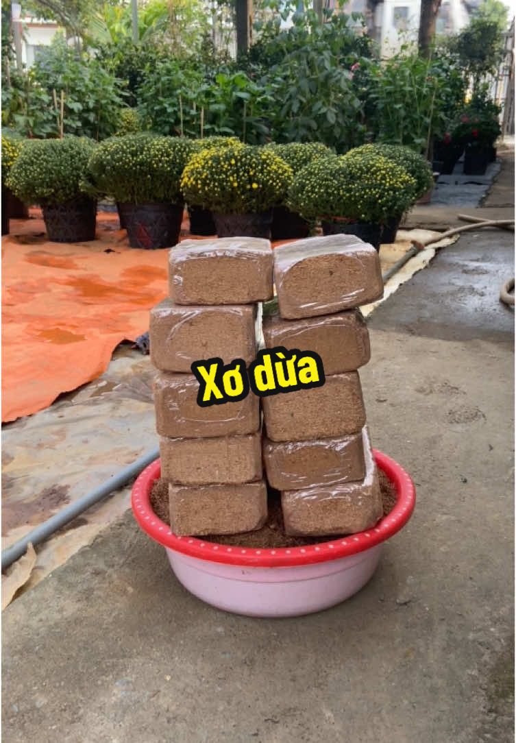 Combo 10 viên xơ đưa trồng cây#viennenxodua #sodua #phanboncay #xuhuongtiktok 