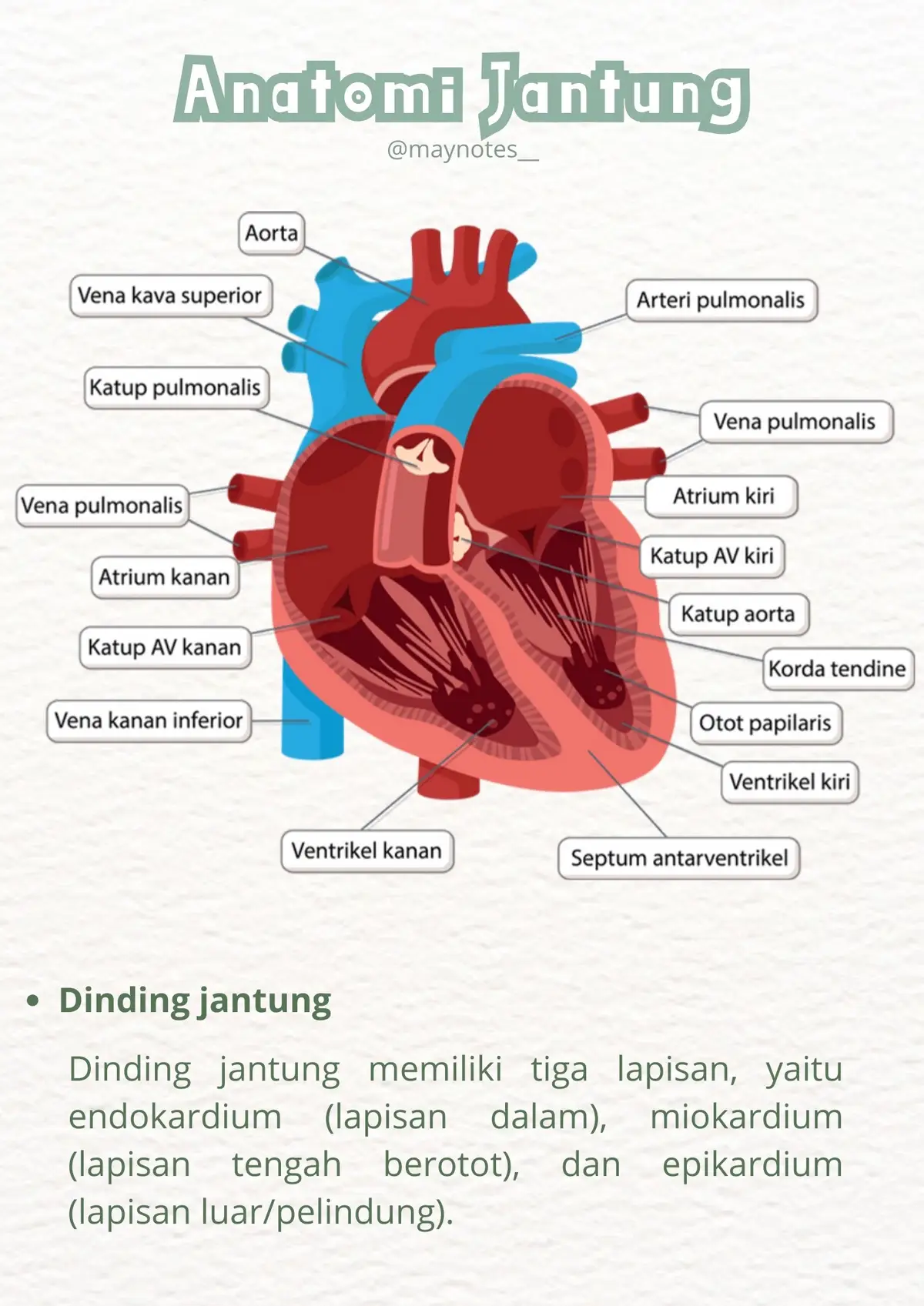 #sistemcardiovascular #anatomijantung #nurse #perawat #fyp #nursingstudent #belajar #belajaronline 