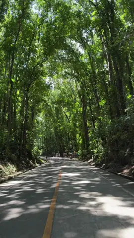 Bohol Manmade Forest #nature #trees #forest #bohol 