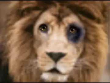 #magallanes #campeones #venezuela🇻🇪 #apoyamecontucorazon #amoamiequipo q descansen en paz leonas del Caracas 🤣🤣🤣🤣🤣😂😂😂😂😂😂😂