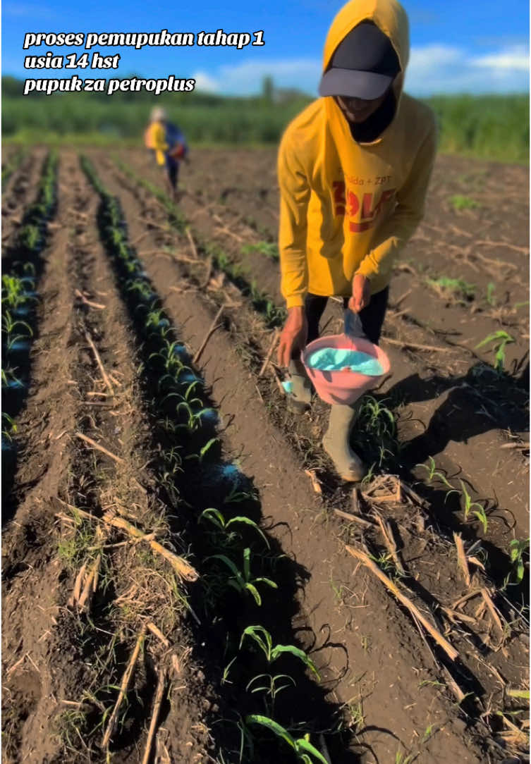 Proses pemupukan tahap 1 pada usia jagung 14 hst dengan pupuk ZA Petroplus dari @PETROKIMIA GRESIK kandungan nitrogen 21% dan sulfur 24% serta Zink 1.000ppm meningkatkan pertumbuhan tanaman pada musim hujan lebih aman. 🌽🌦️😁 #petanimilenial #petaniindonesia🇮🇩🇮🇩🇮🇩🌿🌿 #petanijagung #petanimuda #swasembadapangan #pupuk 
