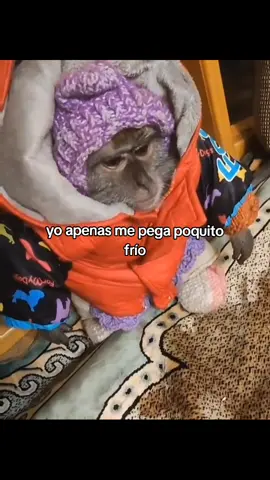 #monkey #textorojo #fyp #humor #potaxie 